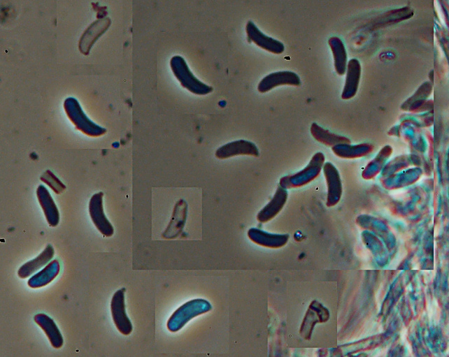 lignicolo da determinare (Hyphoderma radula)